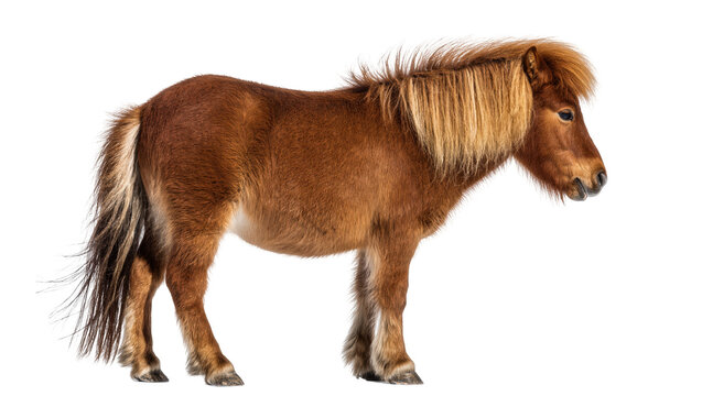 Isolated adorable miniature pony with shaggy brown fur and long flowing mane in profile