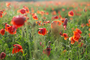 Fototapeta premium Close-up of red poppies with morning dew in a summer field