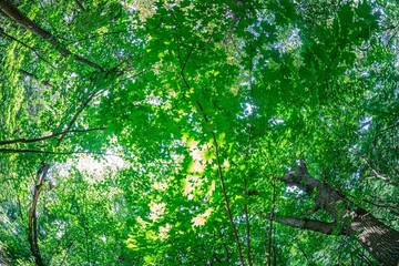 Fototapeta premium Warm, inviting forest scene with tall trees and lush green foliage Dappled sunlight filters through leaves, casting shadows on ground Natural textures of leaf surfaces are highlighted