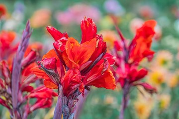 Vibrant garden scene with red irises at center Long-stemmed, flared, radiant irises in various shades of red and pink against a contrasting green background Shallow depth of field natural lighting © Mister