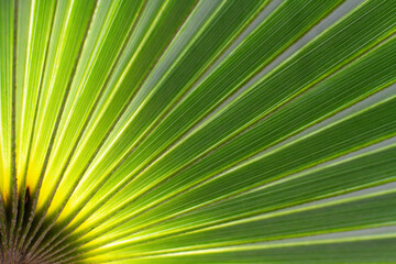 Obraz premium close up straight lines texture of green palm leaves