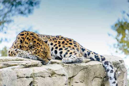 Panth&egrave;re de l'amour ou &eacute;galement appel&eacute;e panth&egrave;re de chine ou l&eacute;opard de l'amour. Pantheras pardus orientalis. Animal couch&eacute; qui se repose, yeux ferm&eacute;s.
