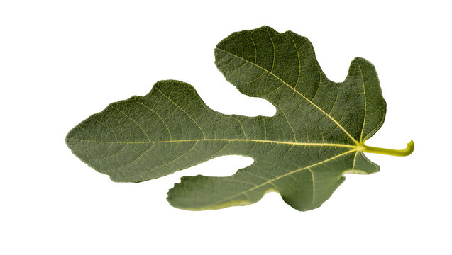 Isolated single fresh green fig leaf with distinct lobes and detailed natural texture