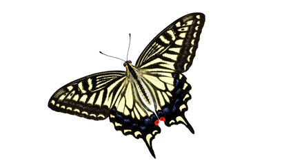 Isolated elegant swallowtail butterfly displaying intricate yellow and black wing patterns © Isolde