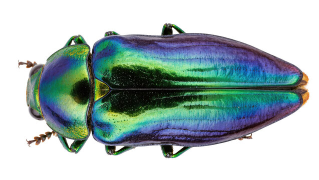 Isolated iridescent jewel beetle from above, showcasing vibrant metallic green and purple colors