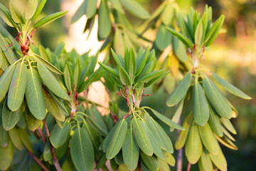 Obraz premium close up of beautiful Rhododendron leaves in the garden