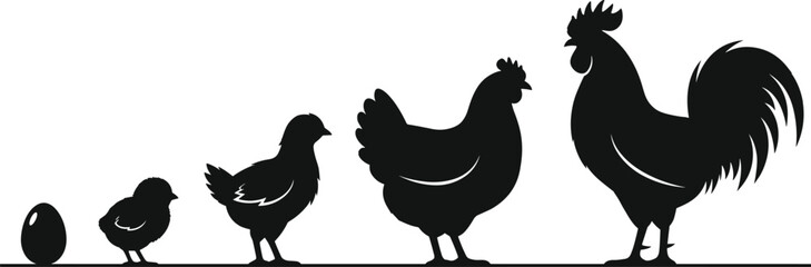 Chicken life cycle silhouette set featuring egg, chick, young hen, and adult rooster, black and white poultry growth stages vector. © Mst
