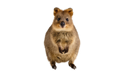 Isolated adorable quokka standing and looking at camera with curiosity and cuteness © Isolde