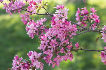 Fototapeta premium Vibrant pink ornamental crabapple blossoms blooming on a branch