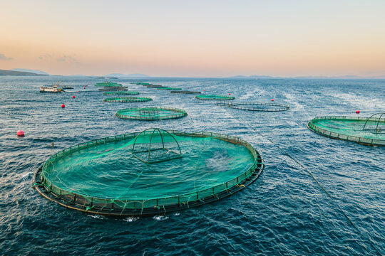 Cages for sea bass, sea bream on aquaculture fish farming seafood the Mediterranean sea, aerial view