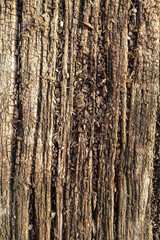 Obraz premium Tree texture natural wood background 