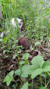cat met hedgehog in the grass, Meeting of cat and hedgehog in the garden