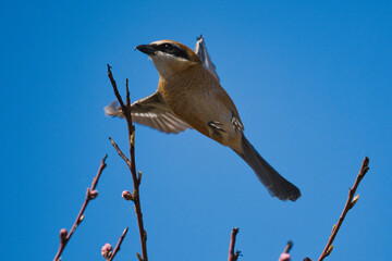 モズの急カーブ © Tsutomu