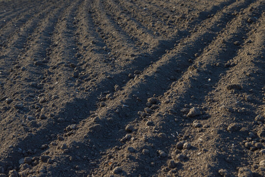 Freshly tilled soil rows preparing for cultivating crops