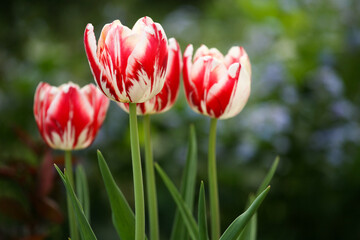 Obraz premium Variegated red and white tulips blooming in spring garden