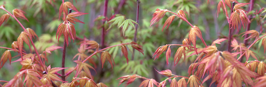 closeup on red maple leaf of katzura  tree and purple banches of sangokaku tree  background growing in spring in a garden