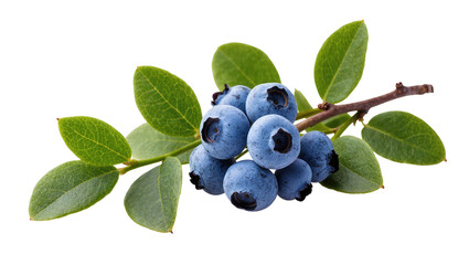 Isolated delicious fresh ripe blueberries on a small branch with green leaves, healthy fruit © Elowen