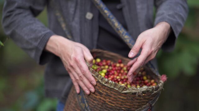 Farmer Hands Holding Wicker Basket Full of Freshly Picked Red and Yellow Coffee Cherries at Highland Plantation