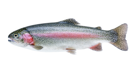 Obraz premium Isolated fresh vivid rainbow trout fish showing its distinctive pink stripe and speckled scales