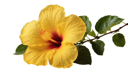 Isolated vibrant yellow hibiscus flower with green leaves on a stem, tropical blossom © Elowen
