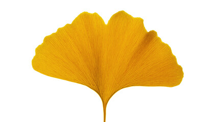 Naklejka premium Isolated vibrant yellow ginkgo leaf, beautiful autumn season botanical detail