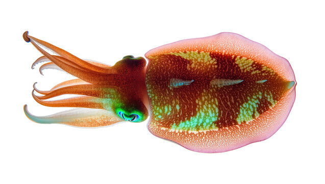 Isolated vibrant flamboyant cuttlefish displaying its amazing colorful patterns and eyes