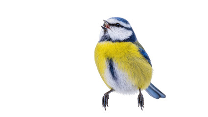 Isolated beautiful blue tit bird calling with open beak and colorful feathers © Elowen