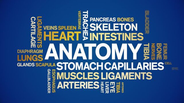 Anatomy animated word cloud-text design animation tag kinetic typography seamless loop.