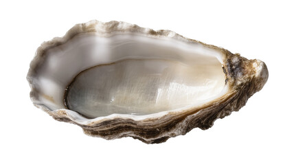 Isolated empty oyster shell with pearly iridescent interior texture for fresh seafood concept © Cedric
