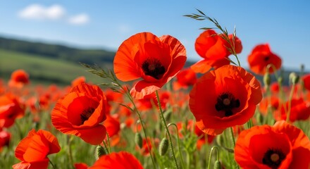 Obraz premium Vibrant red poppies in a lush green field under a clear blue sky