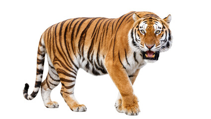 Obraz premium Isolated powerful Bengal tiger walking forward with open mouth showing teeth, majestic predator.