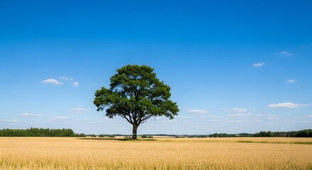 Fototapeta premium A lone tree standing tall in a vast golden wheat field under a clear blue sky with scattered clouds on a sunny day