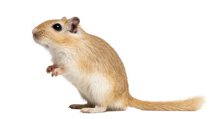 Isolated cute gerbil standing upright on hind legs, curious and alert, adorable small rodent © Cedric