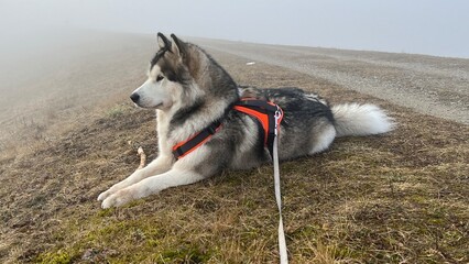 Watchful Alaskan Malamute Lying in Misty Open Field with Red Harness © akienbink