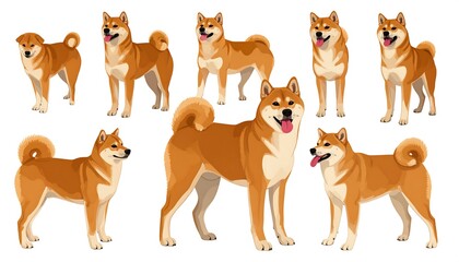 Fototapeta premium Group of Shiba Inu dogs in various poses with their tongues out, on a white background