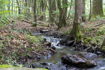 Obraz premium Natural forest stream flowing through lush green woodland along the Weberpfad near Bad Homburg