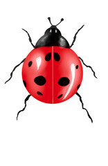 Fototapeta premium ladybug on white background