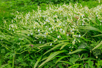 Obraz premium Few-flowered garlic or few-flowered leek (Allium paradoxum), species of wild onion