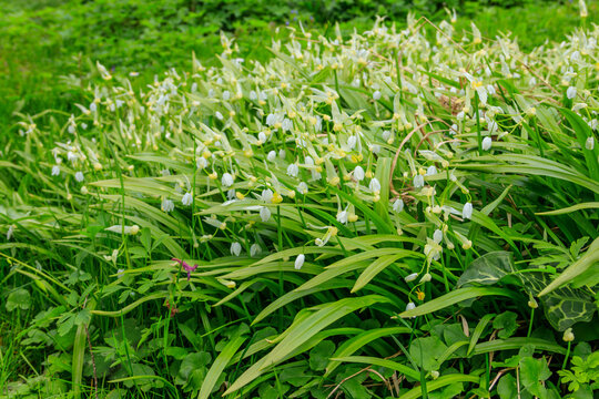 Few-flowered garlic or few-flowered leek (Allium paradoxum), species of wild onion