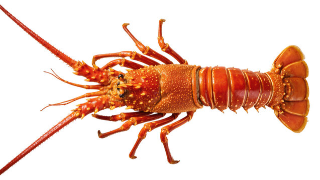 Isolated fresh delicious whole cooked spiny lobster a gourmet seafood delicacy ready to eat