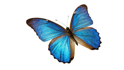 Isolated stunning blue morpho butterfly with open iridescent wings, a beautiful tropical insect. © Marigold