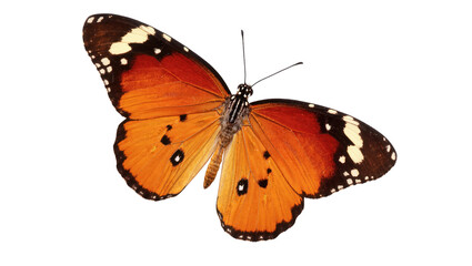 Isolated beautiful orange and black butterfly with open wings, detailed insect species © Marigold