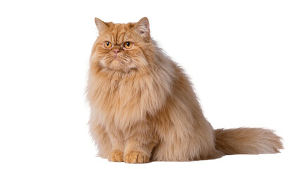Obraz premium Isolated fluffy ginger Persian cat with long fur, sitting calmly and looking directly ahead