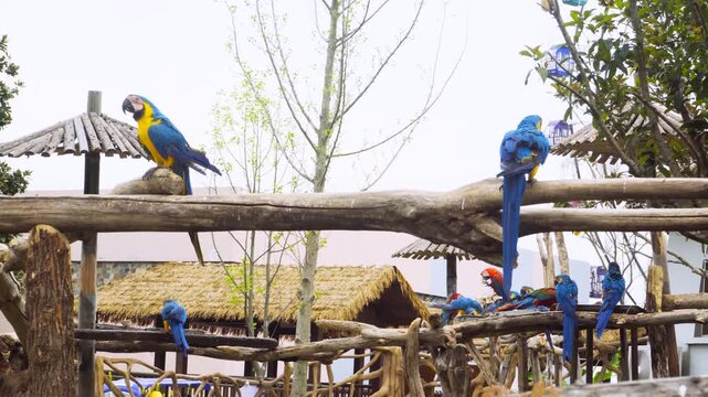Real footage of wild parrots in their natural habitat
