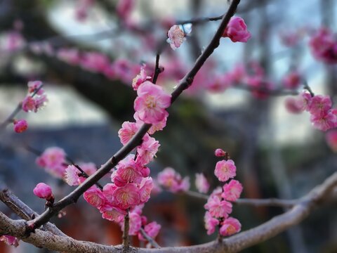 Pink plum blossoms blooming at Kitano Tenmangu Shrine in Kyoto Japan
