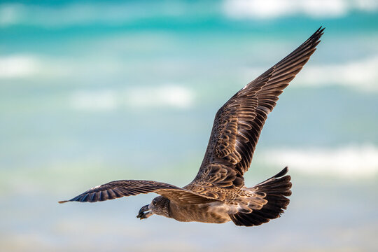 A large seabird soars with wings fully spread against a soft turquoise ocean background.