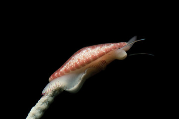 Mediterranean ovulid, Simnia spelta on Gorgonia, Adriatic Sea, Mediterranean Sea, Sardinia © antasfoto