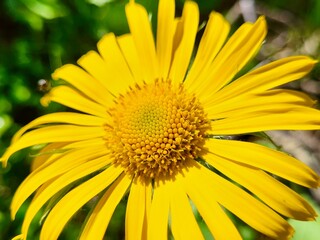 Fototapeta premium Unique close-up of a bright yellow alpine flower, known as leopard’s bane, captured in the Swiss Alps.
