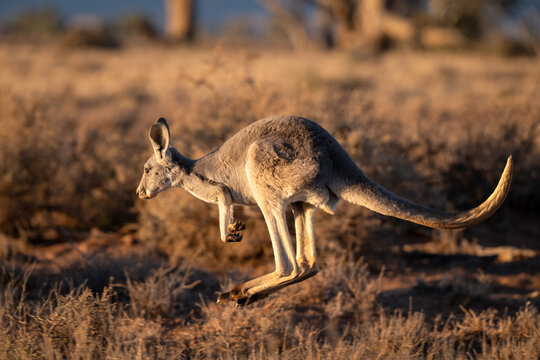 A kangaroo leaps mid-air through dry outback scrubland in warm golden light