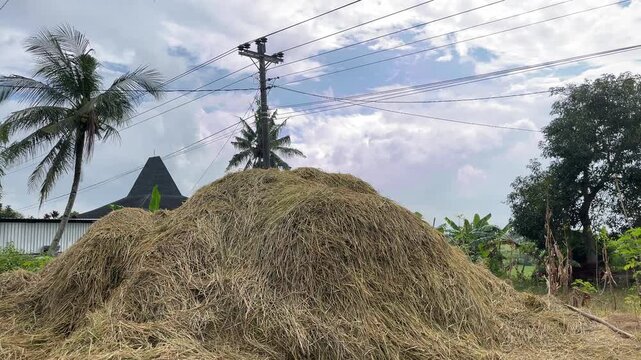 Large haystack pile of rice straw in a rural farmland area with palm trees, houses, and electric poles visible in the background under a cloudy sky during daytime.